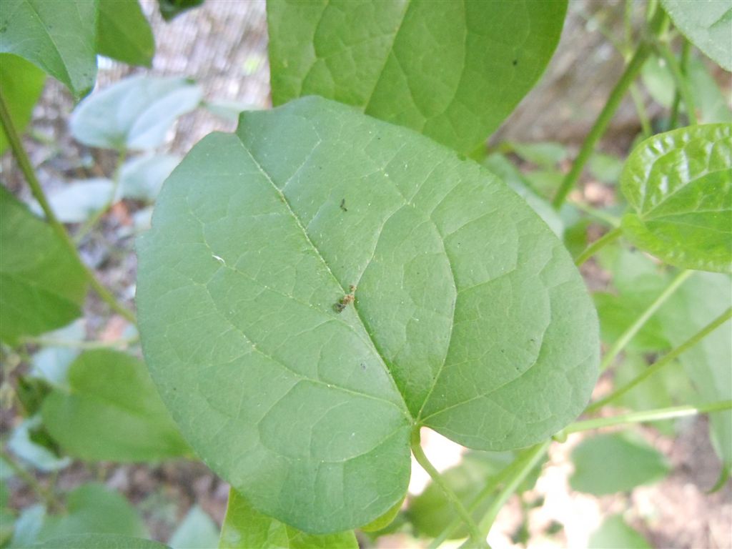 Clematis vitalba